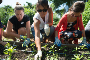 planting