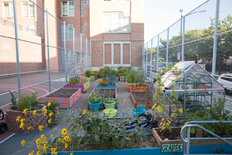 Network Schools Edible Schoolyard NYC
