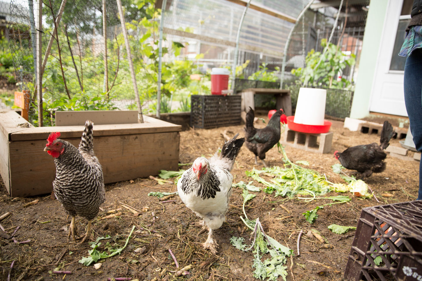 garden_chickens